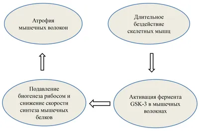 Антидиабетический препарат уменьшил атрофию мышц