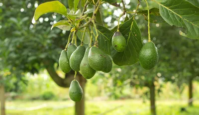Авокадо дерево - 50 фото