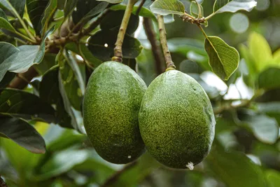 Польза авокадо: 8 научных аргументов | РБК Стиль