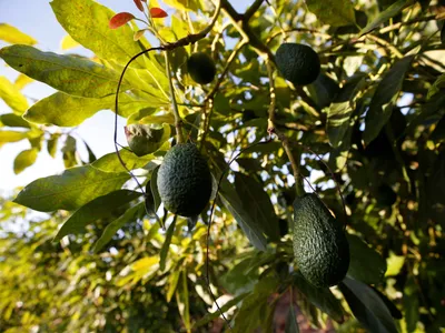 Как растет всеми любимый суперфуд: плантации авокадо в Португалии - фото -  19.10.2020, Sputnik Казахстан