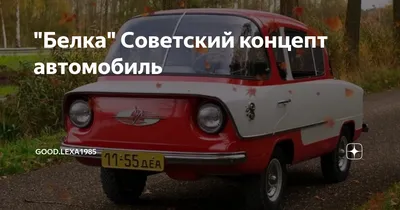 Наклейка на авто Веселая смешная белка мультяшный персонаж - купить по  выгодным ценам в интернет-магазине OZON (709299070)