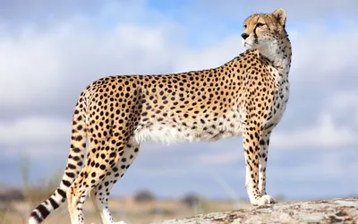 красивый азиатский гепард на размытом фоне в естественной среде обитания  Стоковое Изображение - изображение насчитывающей глушь, иранско: 214136567