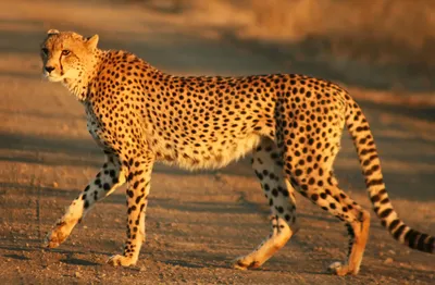 Азиатский Гепард — стоковые фотографии и другие картинки Гепард - Гепард,  Африка, Африканский гепард - iStock