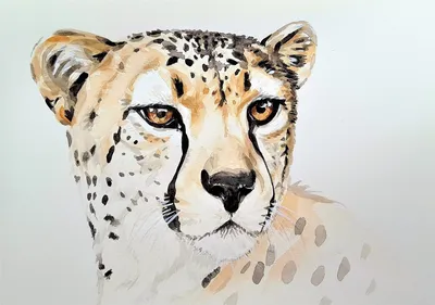 Масаи Мара Леопард Азиатский гепард Кот, леопард, млекопитающее, животные,  кошка png | Klipartz