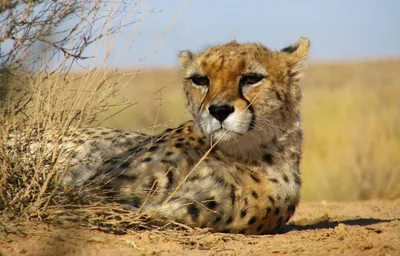Король Гепард Азиатский Гепард Лев Южно-Африканский Гепард, Гепард,  млекопитающее, животные, кошка png | PNGWing