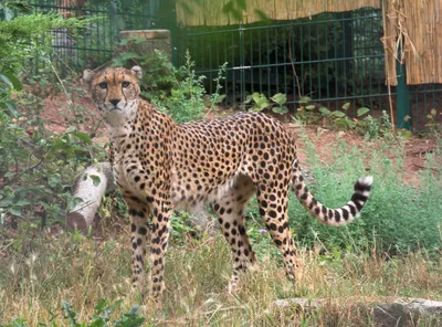 Леопард Азиатский гепард Млекопитающее Плотоядный, гепард, животные, кошка,  как млекопитающее png | PNGWing