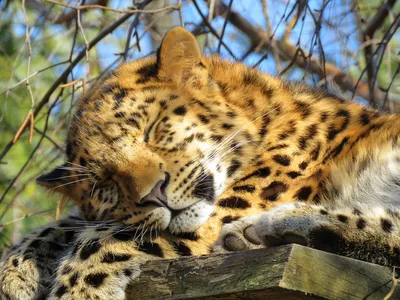 Азиатский леопард - редкий вид …» — создано в Шедевруме