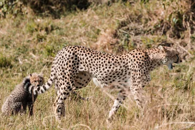 Азиатский Гепард — стоковые фотографии и другие картинки Гепард - Гепард,  Африка, Африканский гепард - iStock