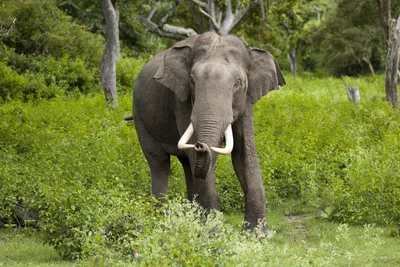 Азиатский слон фото