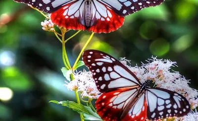 Виды бабочек: 🦋 фото с названиями и описанием бабочек России