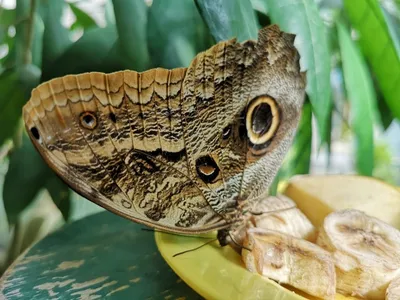 Дом бабочек в Вене (Австрия) с фото и отзывами