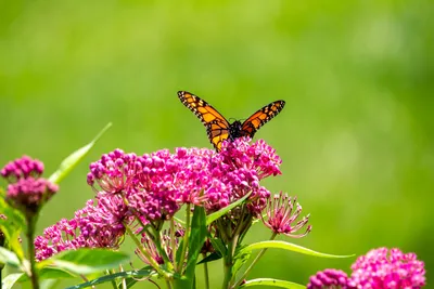 Какие растения привлекут бабочек в ваш сад? Фото — Ботаничка
