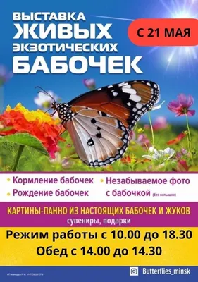Выставка Живых Экзотических Бабочек «Порхающие Цветы» — ГУ \