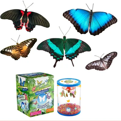 Продажа живых бабочек в Москве и Московской области - Ферма из 5 бабочек (2  до 10 см + 2 до 15см + 1 Морфо)