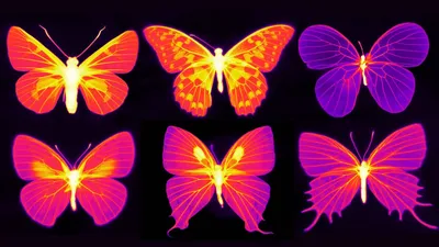 Ученые выяснили, как бабочки спасают свои крылья от перегрева — Naked  Science