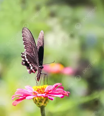 Утренние фотографии насекомых бабочек крупным планом в Байгоюань Фон И  картинка для бесплатной загрузки - Pngtree