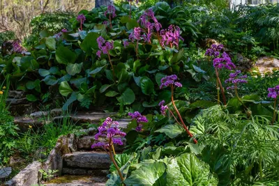 Неповторимый бадан — украшение сада круглый год. Условия и уход, виды и  сорта. Фото — Ботаничка