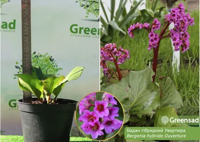 Бадан (бергения) - купить саженцы растения в Киеве, цены многолетнего  цветка бадан | Greensad