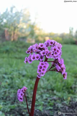 Бадан толстолистый (Вergenia crassifolia ) - «Бадан толстолистый. Уход,  посадка и агротехника. » | отзывы