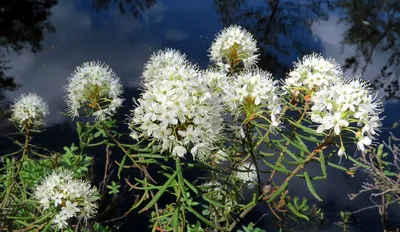 Багульник болотный (Ledum palustre L.)