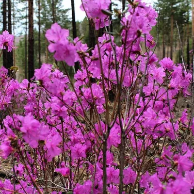 Багульник. Рододендрон даурский (Rhododendron deuricum). Забайкальский край  — Фото №306393 — Russian Traveler