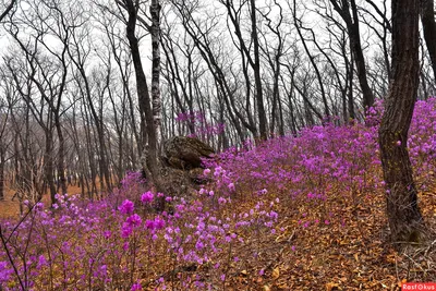 Багульник фотографии