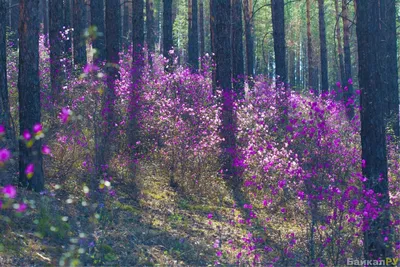 Фото Зацвел лиловый багульник — Байкал