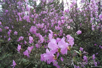 Багульник / Ledum - «Необыкновенной красоты РОЗОВЫЙ ЛЕС.. розовые скалы…  Сказочное цветение багульника на Алтае» | отзывы