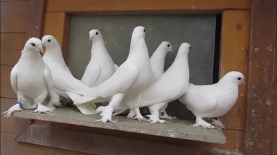 Бойные Голуби в Германии . Вся Коллекция / Pigeons collection in Germany  (Владимир Журавлёв,Фререн) - YouTube