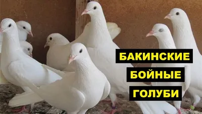 Бакинские бойные голуби особенности и описание породы - YouTube