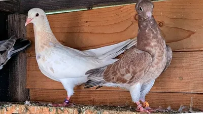 Мои мраморные бакинские голуби. Вечернее кормление / My marble Baku  pigeons. evening feeding - YouTube