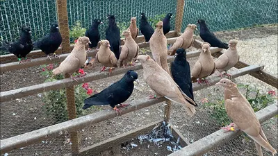 Pigeons Azerbaijan,Baku - Breeder/Owner: Ruslan Настоящий Бакинские бойные  голуби Pigeon from Azerbaijan,Baku | Facebook