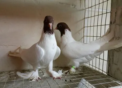 Голуби России - Russian pigeons\"