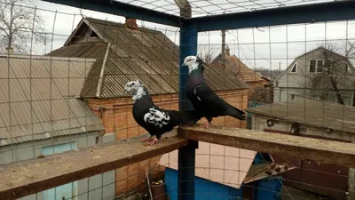 Бакинские голуби фото