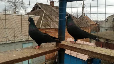 Бакинские голуби купить на Зозу.ру