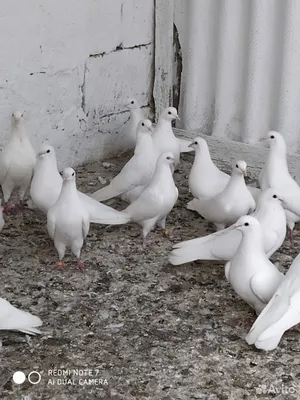 Бакинские голуби. | Все о Бакинских голубях