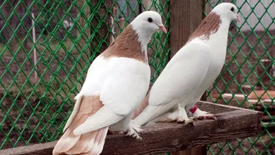 Бакинские бойные голуби — купить в Санкт-Петербурге | Объявление №141857 |  ZVERO