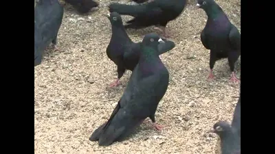 Бакинский голубь — Зоопарк Садгород