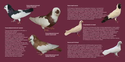 Бакинские широкохвостые голуби - Hitrowka | TMCARS