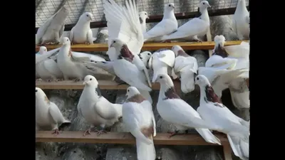 Бакинские бойные голуби - 77 фото