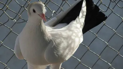 Бакинские голуби — Цена 700 рублей — Прицы, цыплята и птенцы в Владикавказе