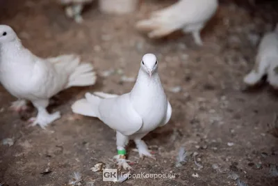Богучар, Бакинские столбовые бойные голуби — Видео | ВКонтакте