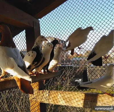 Бакинские голуби Чили, фото, описание породы, разведение