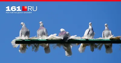 Выставка декоративных голубей в Музее естественной истории Татарстана -  Музей-заповедник «Казанский Кремль»