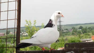 Архив Бакинские голуби: 300 грн. - Голуби Берислав на BON.ua 80680773