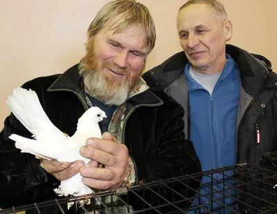 Найден голубь бакинской породы - Лётные голуби - Форумы Mybirds.ru - все о  птицах