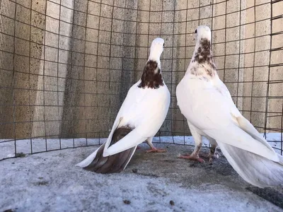 Бакинские бойные голуби: описание породы и правила тренировок