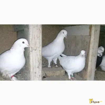 Бакинские бойные голуби - 67 фото