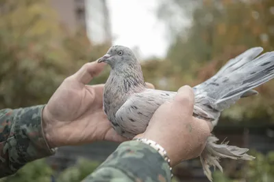 Найден голубь бакинской породы - Лётные голуби - Форумы Mybirds.ru - все о  птицах
