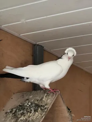 Продам бакинские бойные голуби, купить бакинские бойные голуби, Кривой Рог  — PetsUA